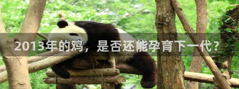 天天彩官网入口：2013年的鸡，是否还能孕育下一代？