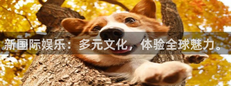天天看球app官网下载：新国际娱乐：多元文化，体验全球魅力。